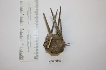 Media type: image;   Invertebrate Zoology ECH-4852 Description: Preserved specimen.;